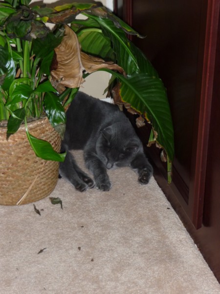 Her favorite spot.JPG
